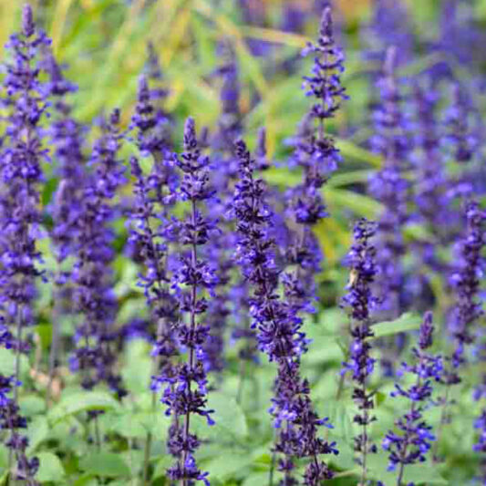 Salvia ‘Mystic Spires’ (Blue Sage)