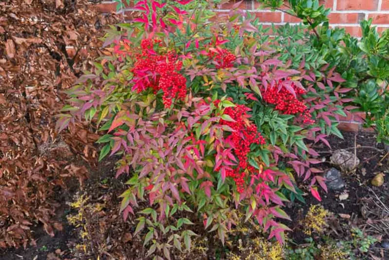 Nandina domestica ‘Nana’ (Dwarf Heavenly Bamboo)