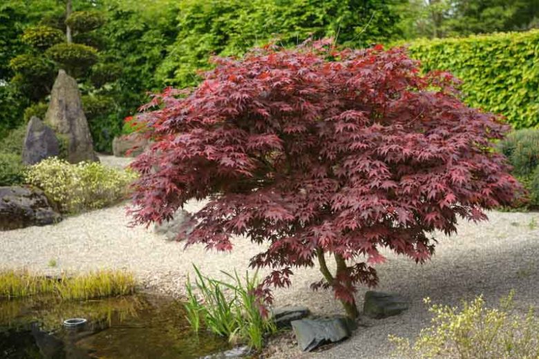 Acer Palmatum 'Bloodgood' (upright)