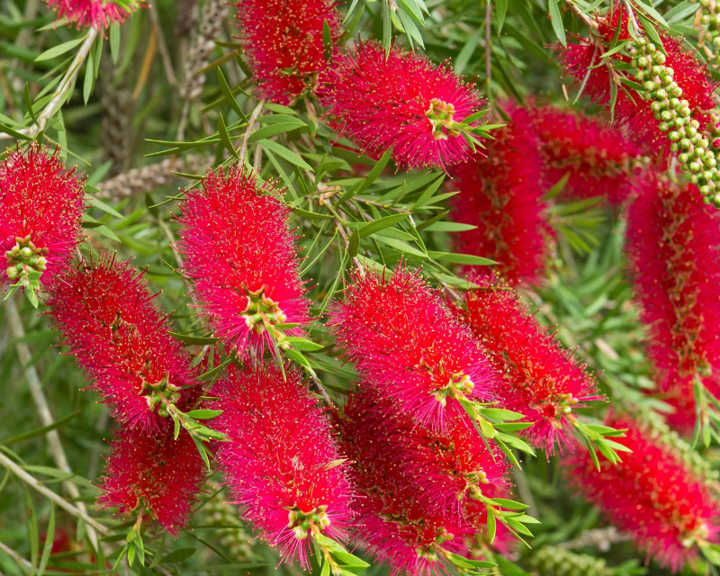Callistemon Nyallingensis ‘Summer Days’ (Boggy Creek Bottlebrush)