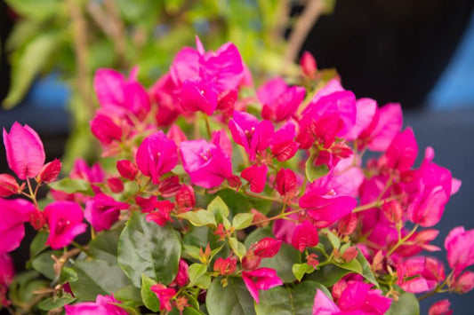 Bougainvillea glabra ‘La Jolla’