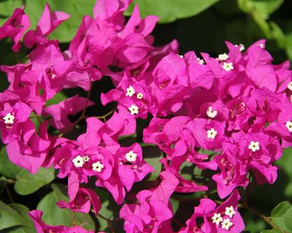 Bougainvillea glabra Plum Crazy (Bougainvillea Plum Crazy)