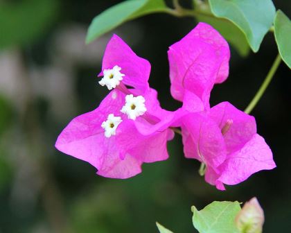 Bougainvillea glabra Plum Crazy (Bougainvillea Plum Crazy)