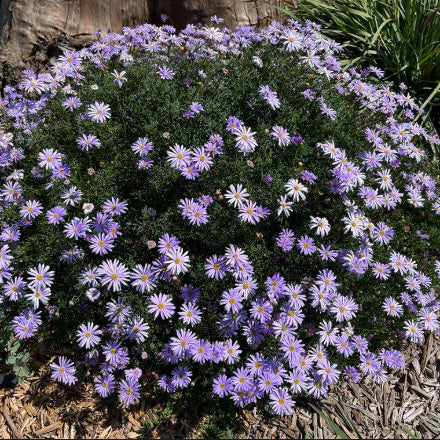 Mesembryanthemum spp. Violet (Violet Pig Face)