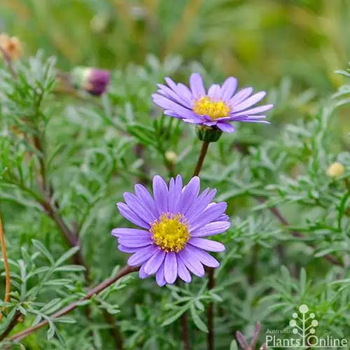 Brachyscome ‘Break O’Day’ (Break O’Day Daisy)