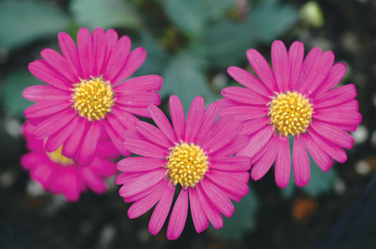 Brachyscome ‘Pacific Reef’ (Ramboreef Daisy)