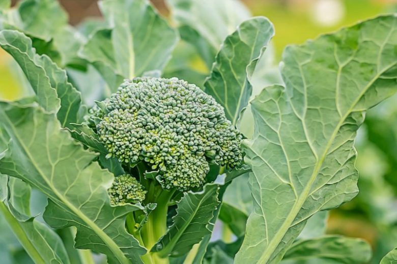 Broccoli (Brassica oleracea var. italica)
