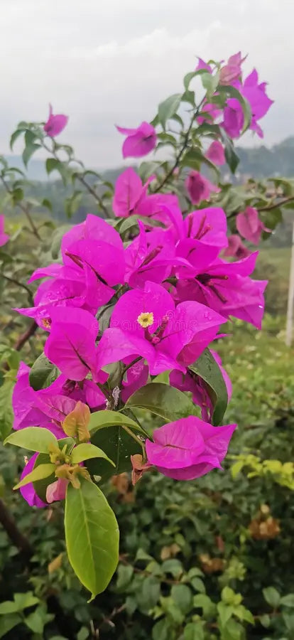 Bougainvillea Glabra ‘Pink Cascade’ (Pink Cascade Bougainvillea)