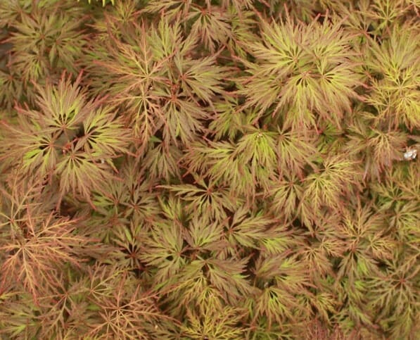 Acer Palmatum Dissectum ‘Brocade’ (Brocade Japanese Maple)