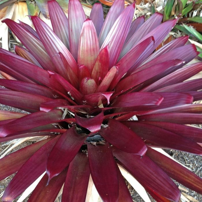 Alcantarea Imperialis 'Divine Plum' (Divine Plum Bromeliad)