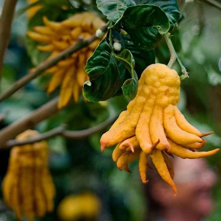 Citrus Medica Var. Sarcodactylis (Buddha’s Hand Lime)