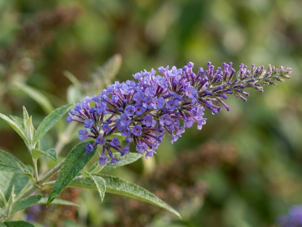 Buddleja davidii ‘Purple Haze’ – Butterfly Bush