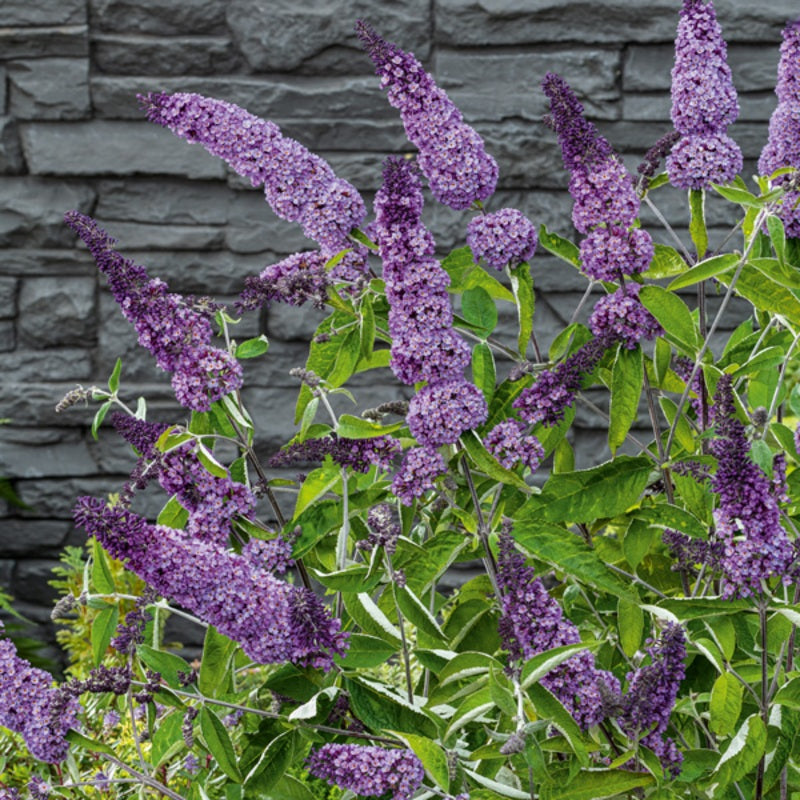 Buddleja davidii ‘Leah Blue’ – Blue Butterfly Bush