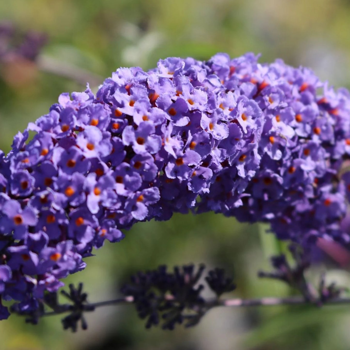 Buddleja davidii 'Nanho Blue' (Nanho Blue Butterfly Bush)