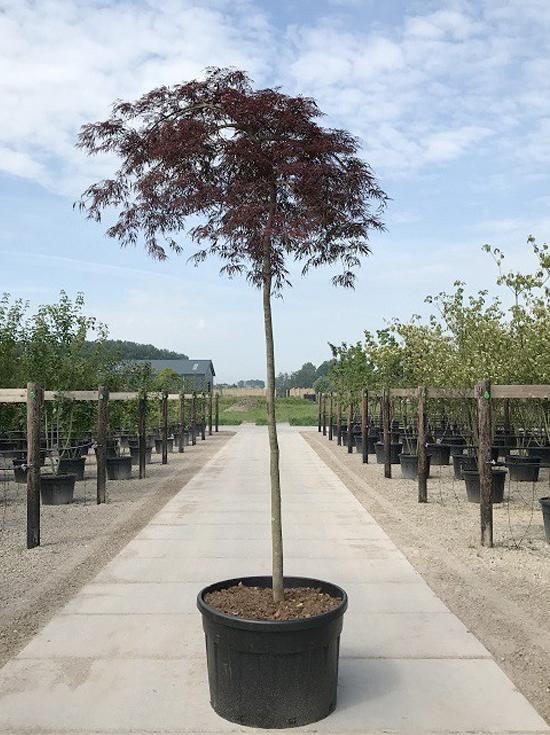 Acer Palmatum ‘Inaba-Shidare’ (Inaba-Shidare Japanese Maple) Standards
