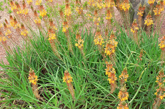 Bulbine bulbosa (Bulbine Lily / Golden Lily)