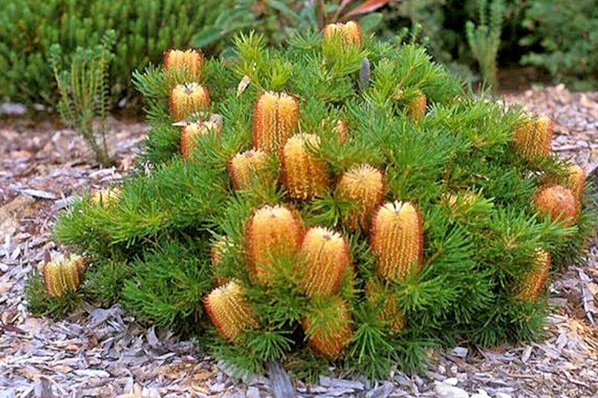 Banksia Spinulosa ‘Honeyeater Delight’ (Honeyeater Delight Banksia)