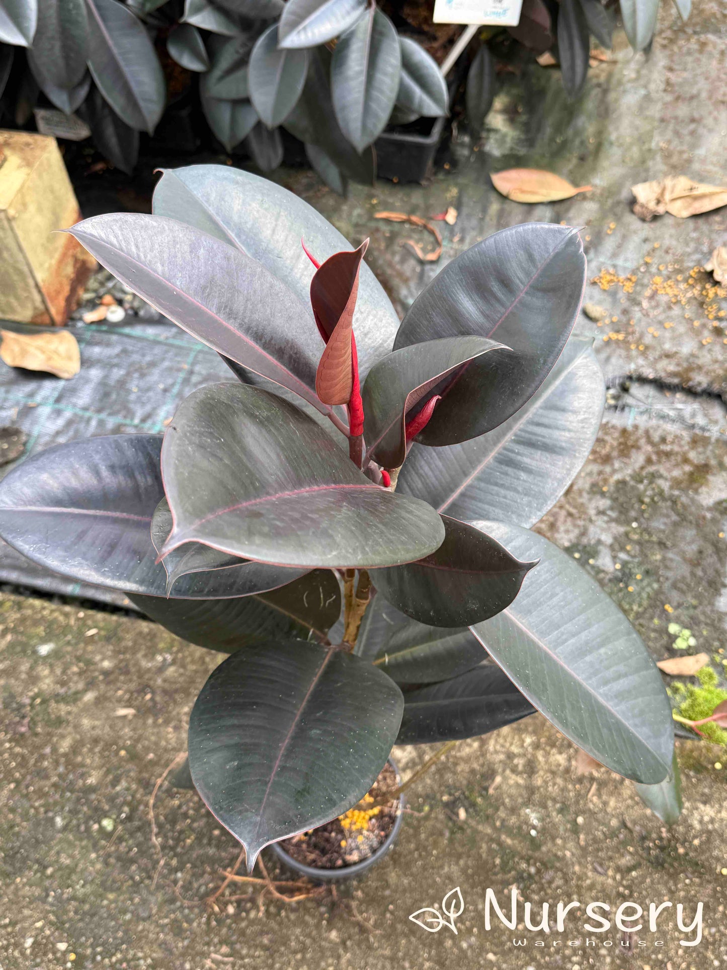 Ficus Elastica Burgundy (Indian Rubber Tree | overgrown)