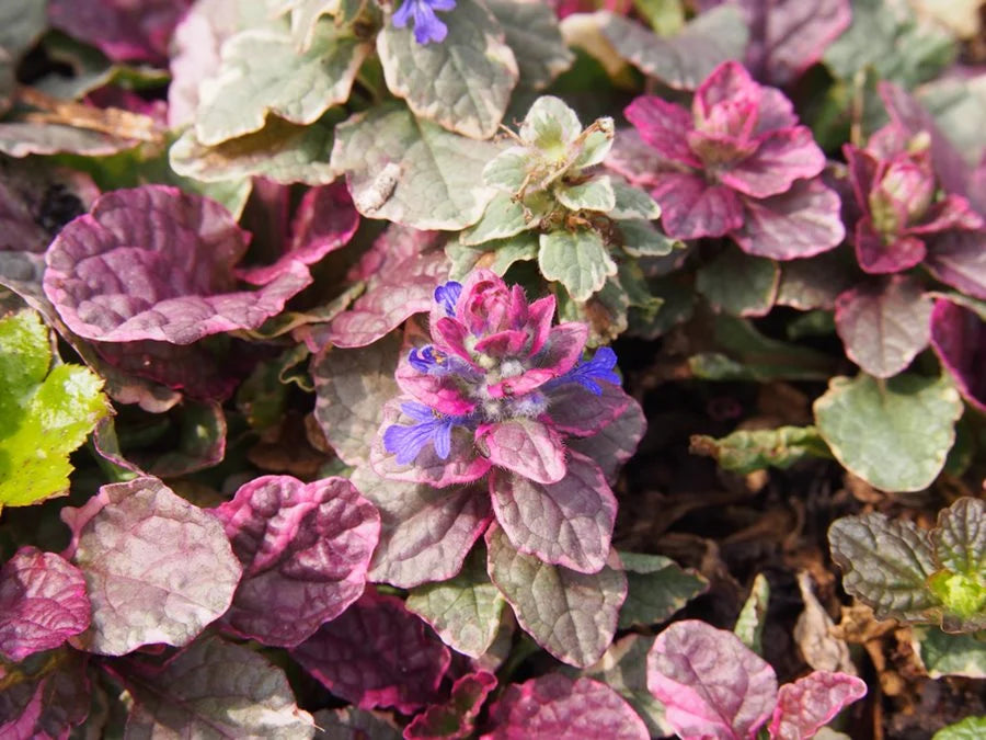 Ajuga Reptans ‘Burgundy Glow’ (Bugle ‘Burgundy Glow’)