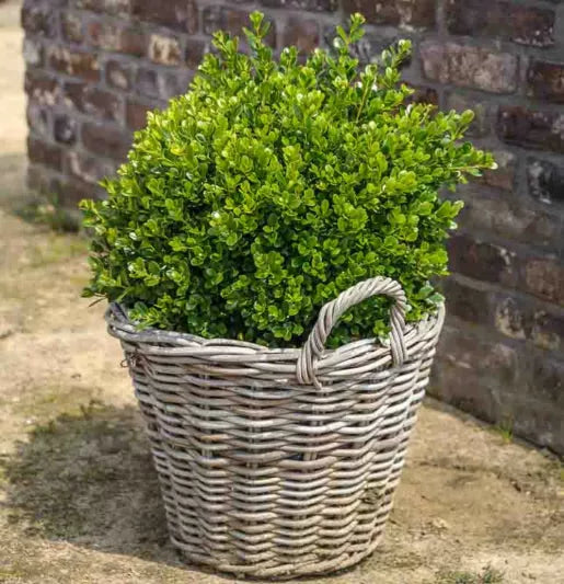 Buxus microphylla ‘Faulkner’ (Faulkner Boxwood)