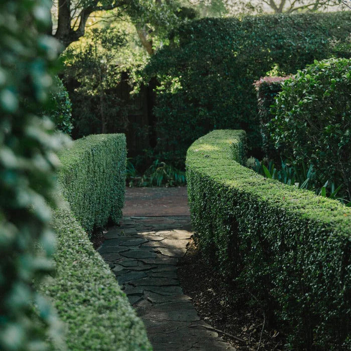 Buxus microphylla japonica (Japanese Box Topiary Cones)