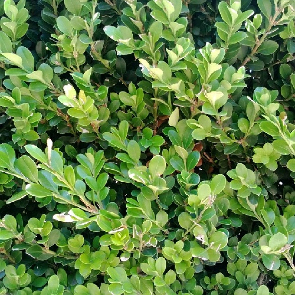 Buxus Microphylla var. Japonica 'Green Beauty' (Japanese Boxwood)