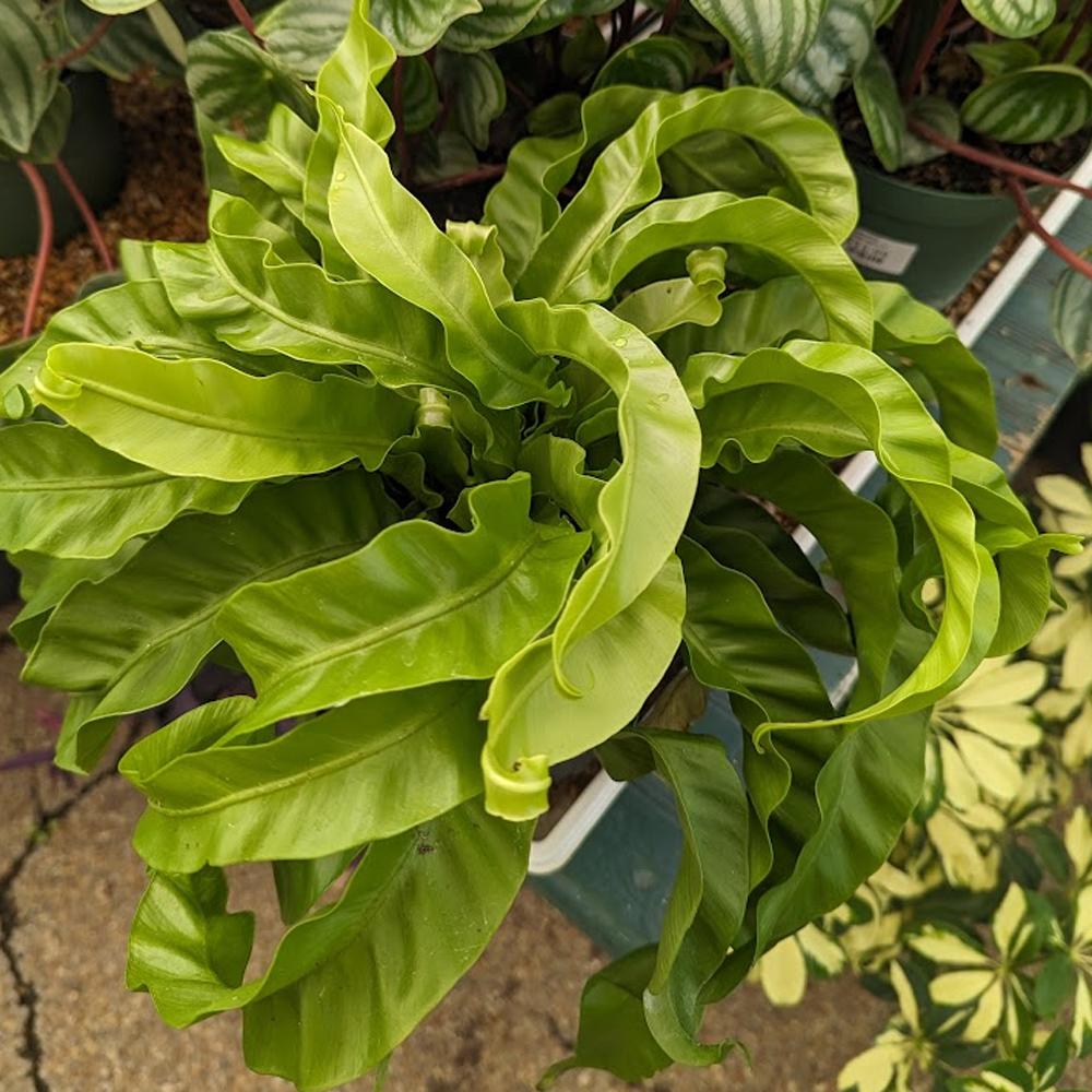 Asplenium Antiquum ‘Hurricane’ (Hurricane Bird’s Nest Fern)