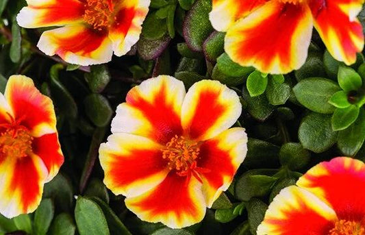 Portulaca ‘Hot Spots Mango Beet’ (Mango Beet Purslane)