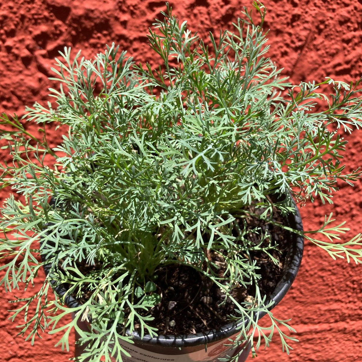 Eschscholzia Californica 'Lemon Drop' (California Poppy Lemon Drop)