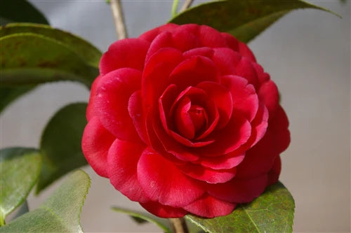 Camellia japonica ‘Black Tie’ (Japanese Camellia)