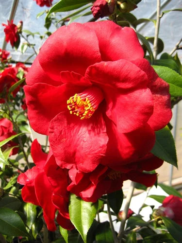 Camellia japonica ‘Royal Velvet’