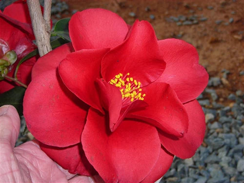 Camellia japonica ‘Royal Velvet’