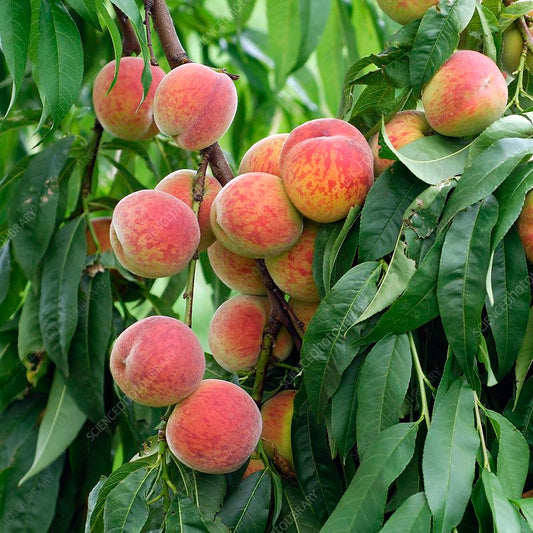 Prunus Persica ‘Anzac’ (Anzac Peach)
