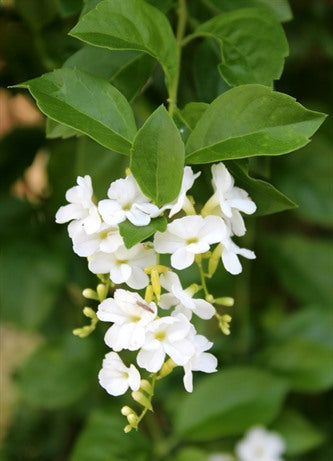 Duranta erecta Alba (White Sky Flower)