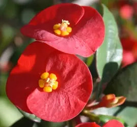Euphorbia geroldii
