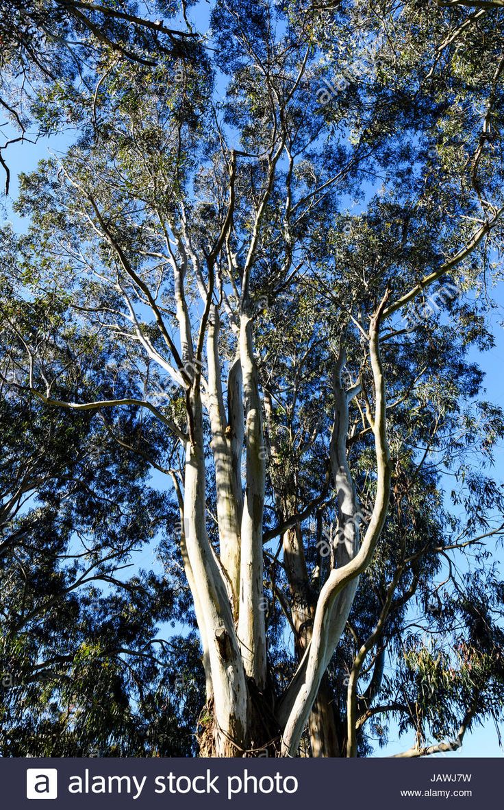Eucalyptus Globoidea (White Stringybark)