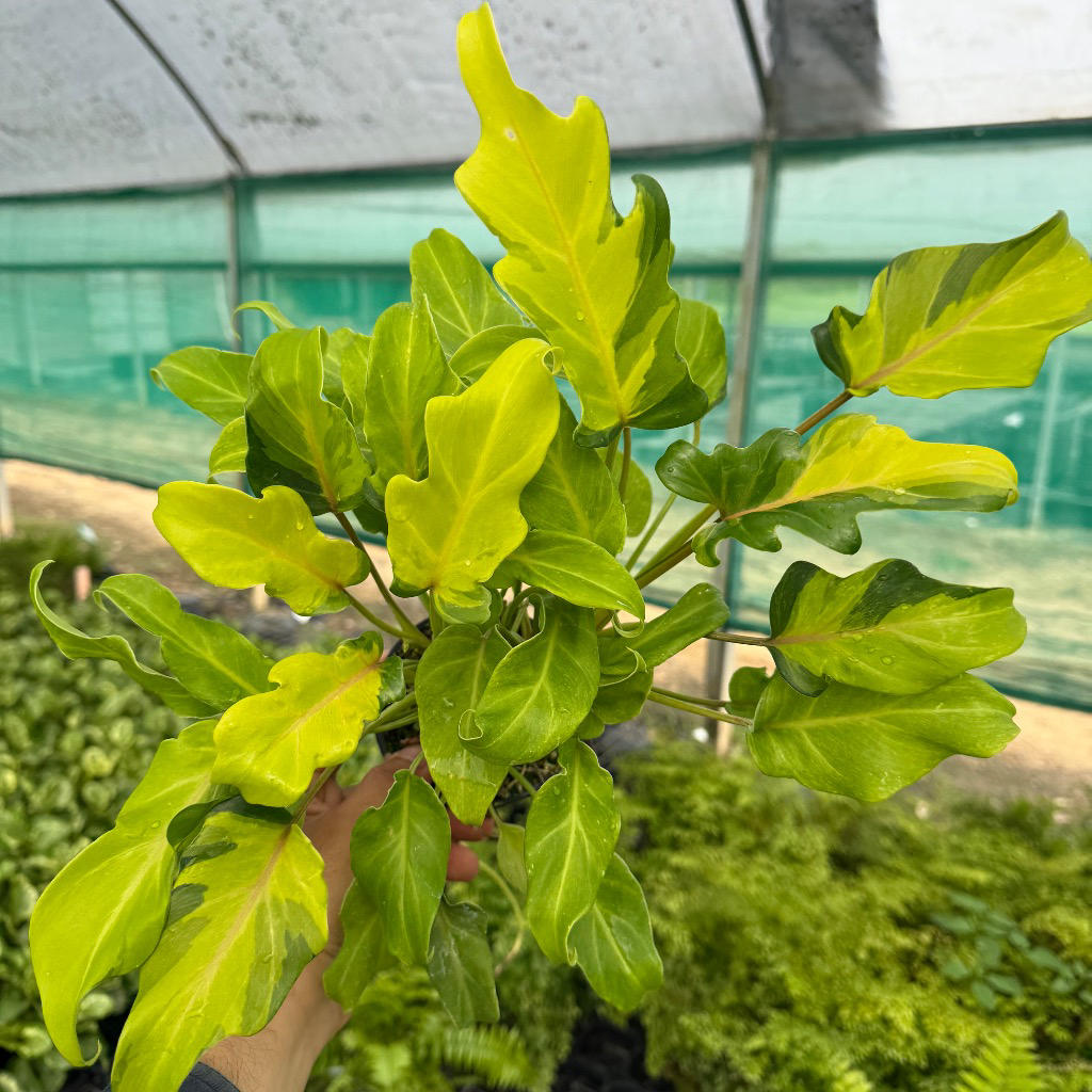 Philodendron ‘Xanadu Variegata’ (Variegated Xanadu / Giant Winterbourn)