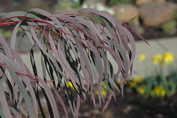 Eucalyptus Nicholii (Narrow-Leaved Peppermint)