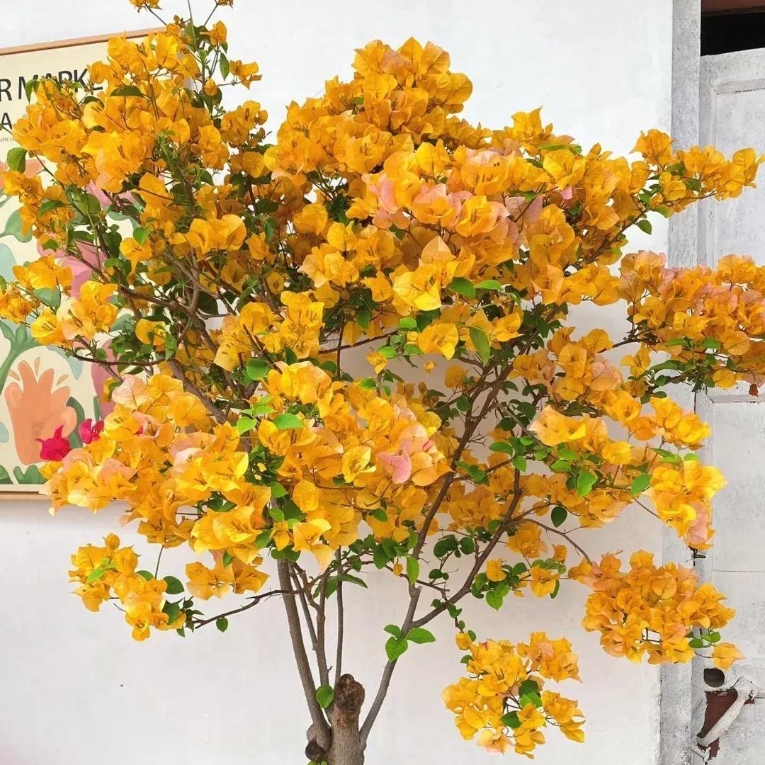 Bougainvillea ‘Thai Gold’ (Thai Gold Bougainvillea)