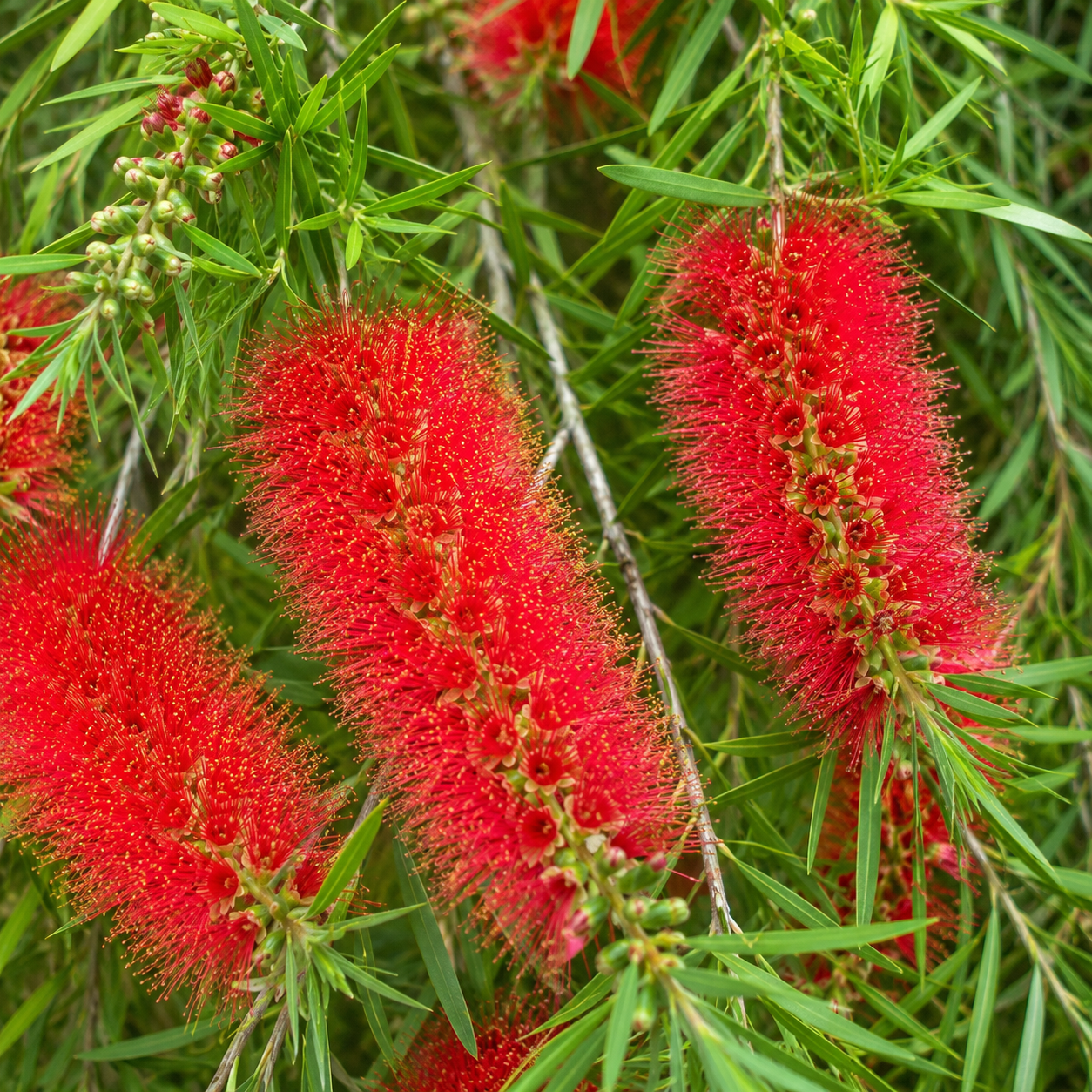 Callistemon Hybrid ‘Mary MacKillop’ (Mary MacKillop Bottlebrush)