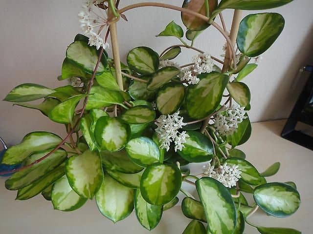 Hoya australis ‘Lisa’ (Waxvine / Porcelain Flower)
