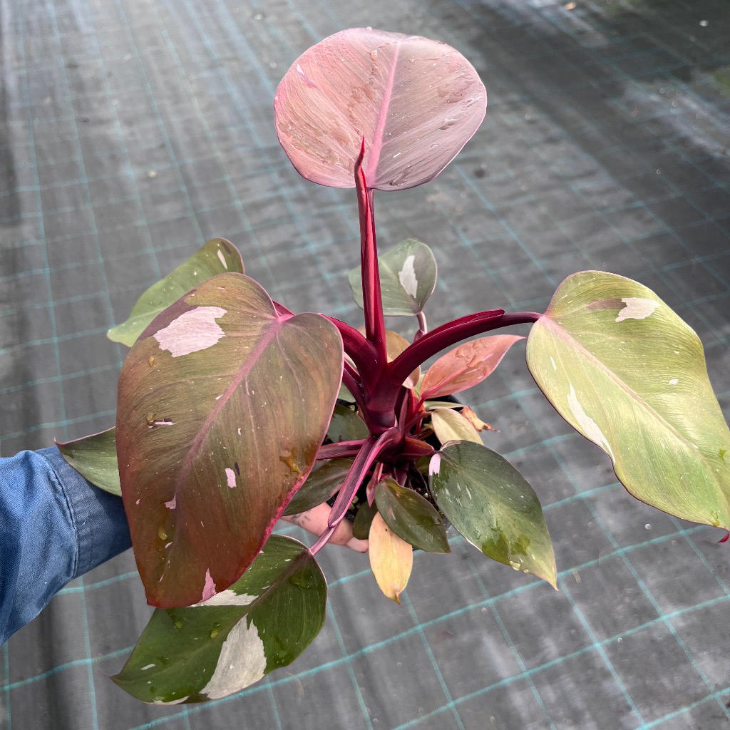 Philodendron ‘Pink Princess’ (Low Variegation)