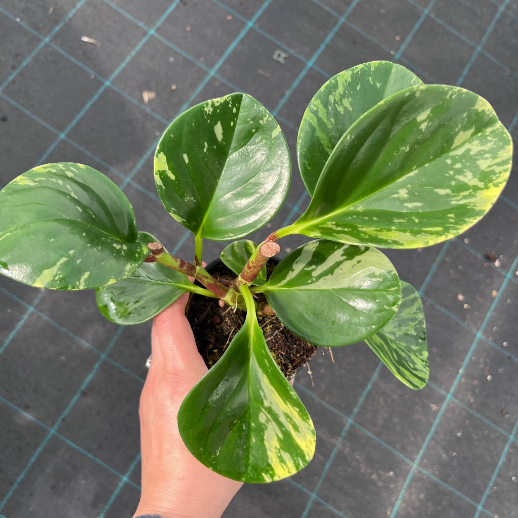 Peperomia Obtusifolia Marble (Marble Peperomia)