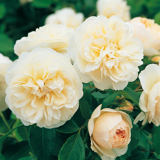 Roses White