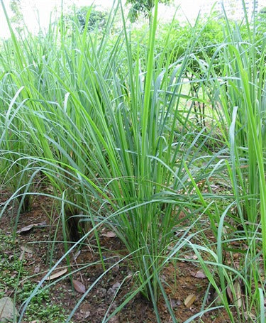 Cymbopogon citratus (Lemon Grass)