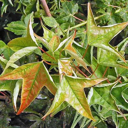 Acer buergerianum ‘Naruto’ (Naruto Trident Maple)