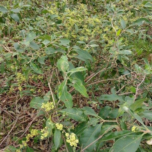 Notelaea longifolia (Large-leaved Mock-olive)