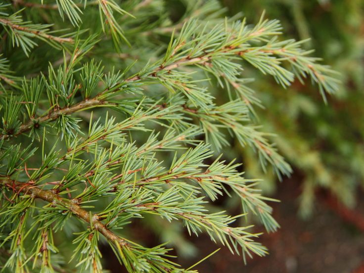 Cedrus Deodara ‘Mountain Beauty’ (Mountain Beauty Deodar Cedar)