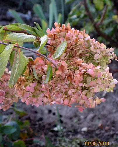 Hydrangea paniculata ‘Graffiti’ (Panicle Hydrangea)