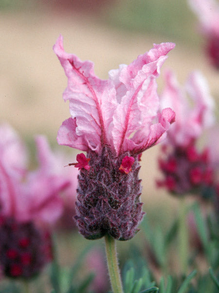 Lavandula spp. (Lavender - Bee Pretty)